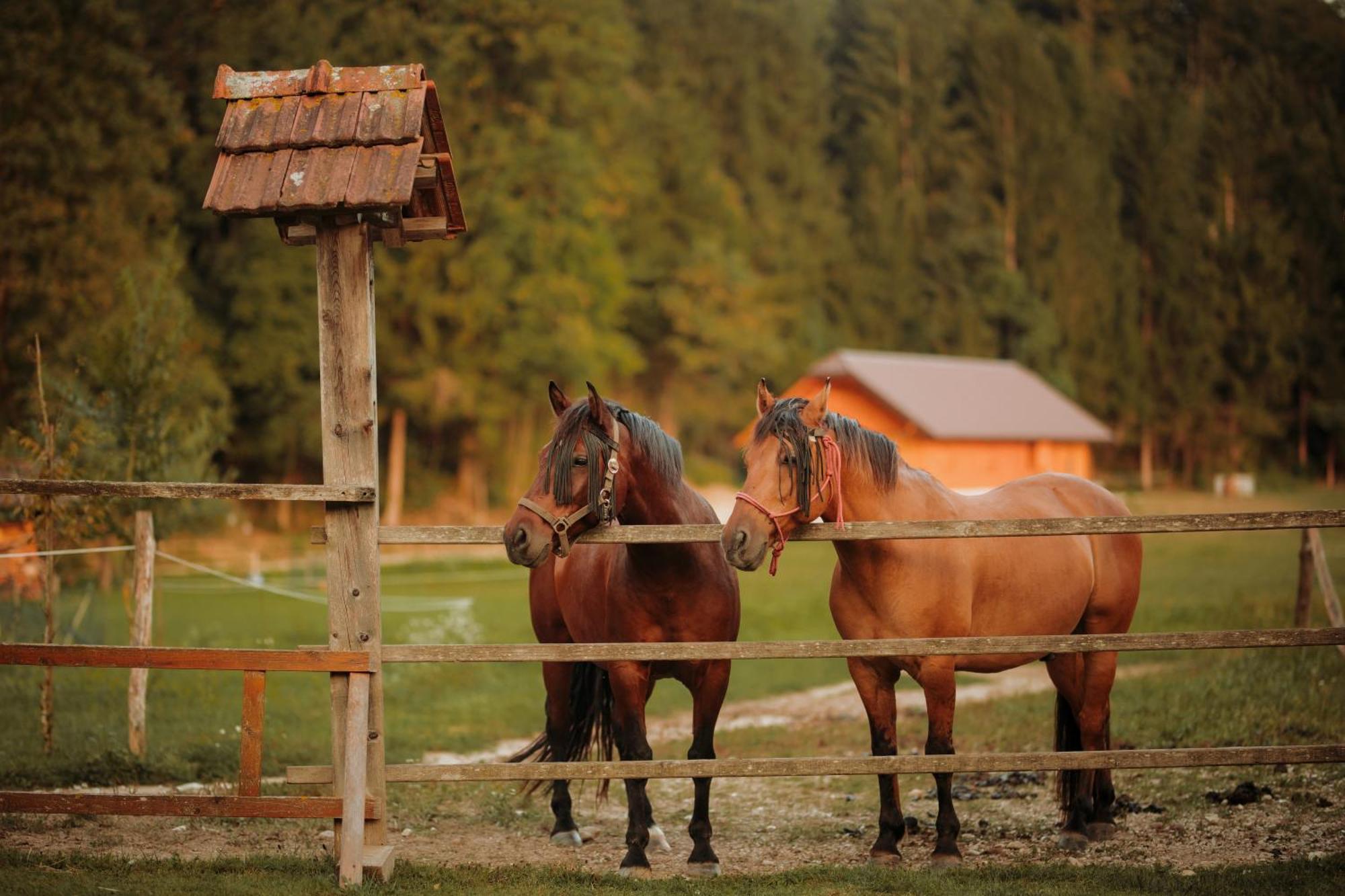 Tržič Ranc Mackadam Ranch Mackadam 빌라 외부 사진